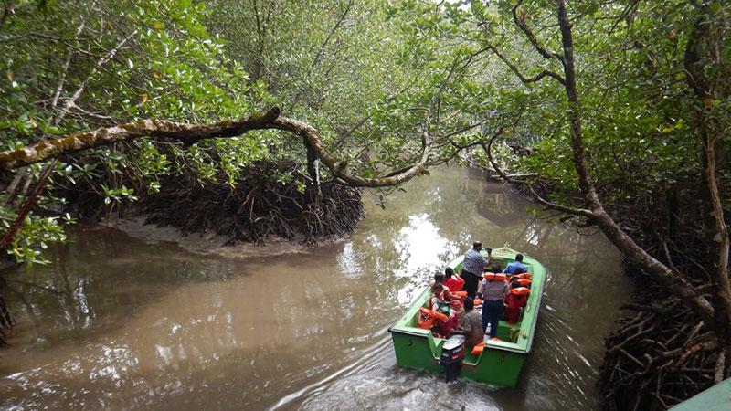 Mangrove Creek Safari